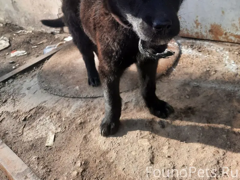 Найден щенок, Волоколамск