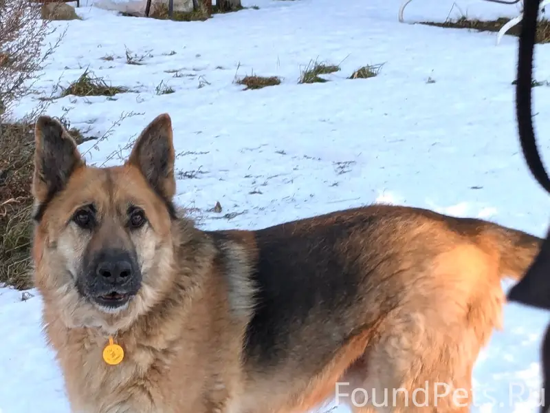 Пропал кобель немецкой овчарки, Куттузи