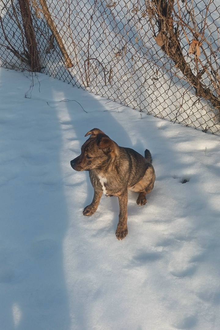 Пропала собака Мия, хутор Горбулино, Журавлино