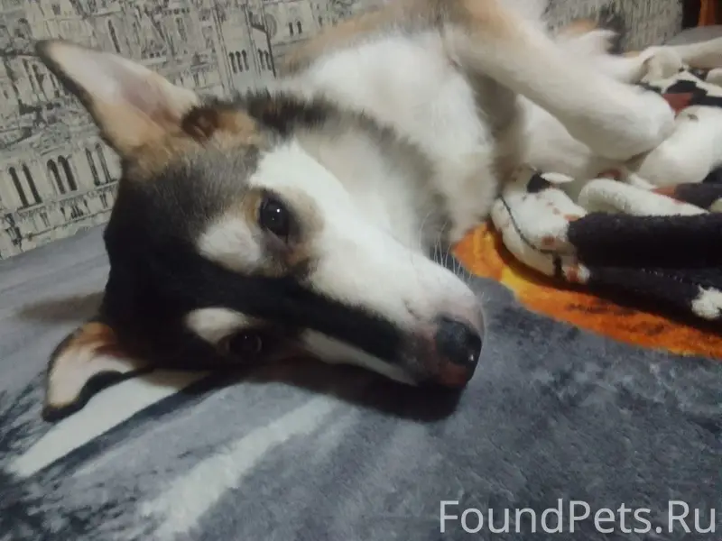 Пропал пёс Честер, был одет кожаный ошейник