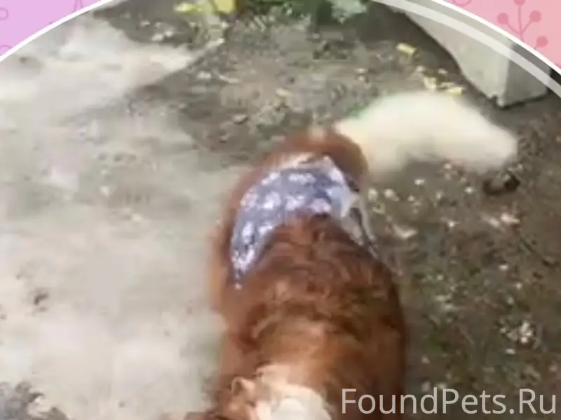 Найден пёс, Мурманск, ул. Старостина