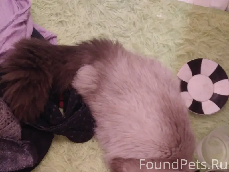 Найдена кошка возле ветклиники Том Вет на Южной