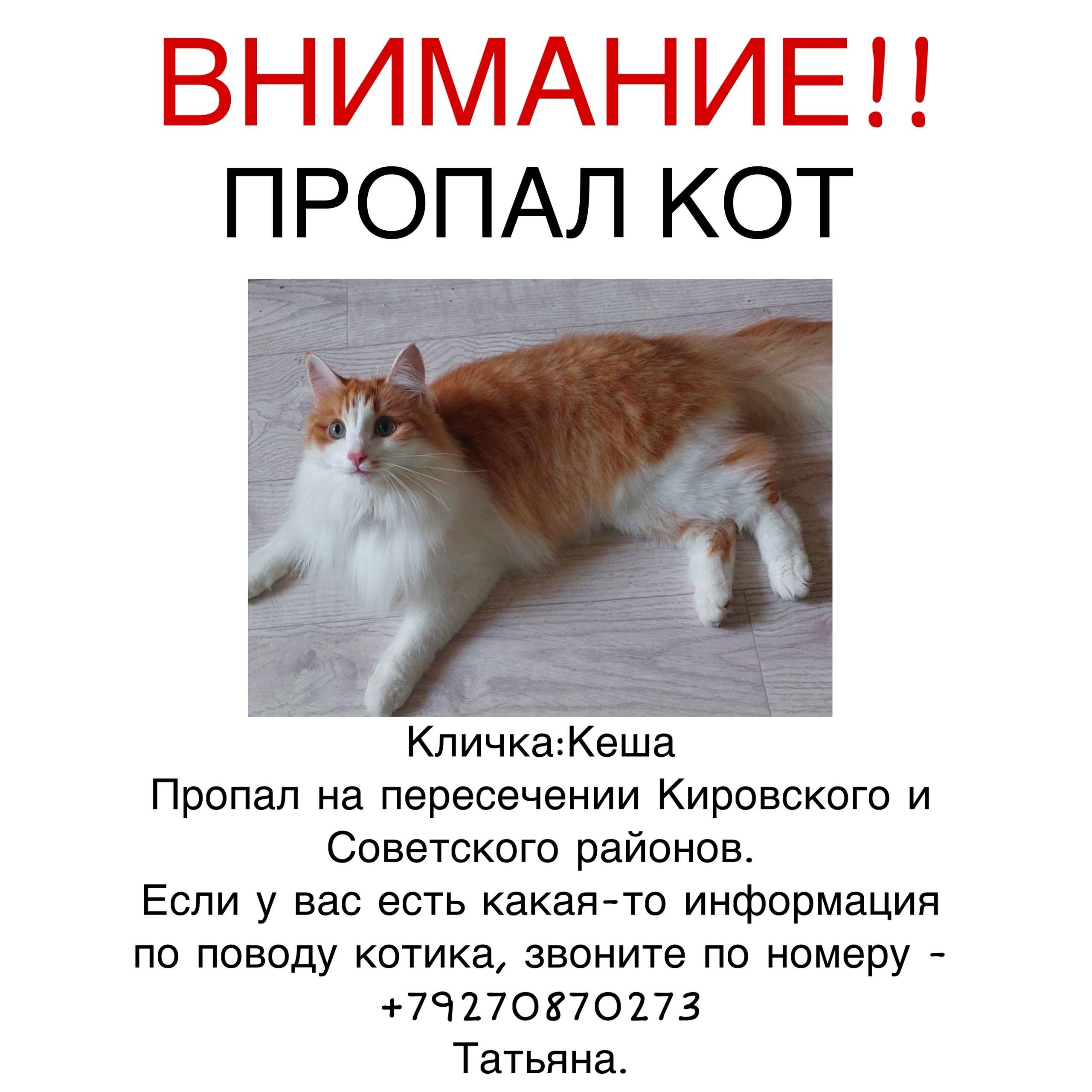 Пропал кот Кеша, улица Чернышевского