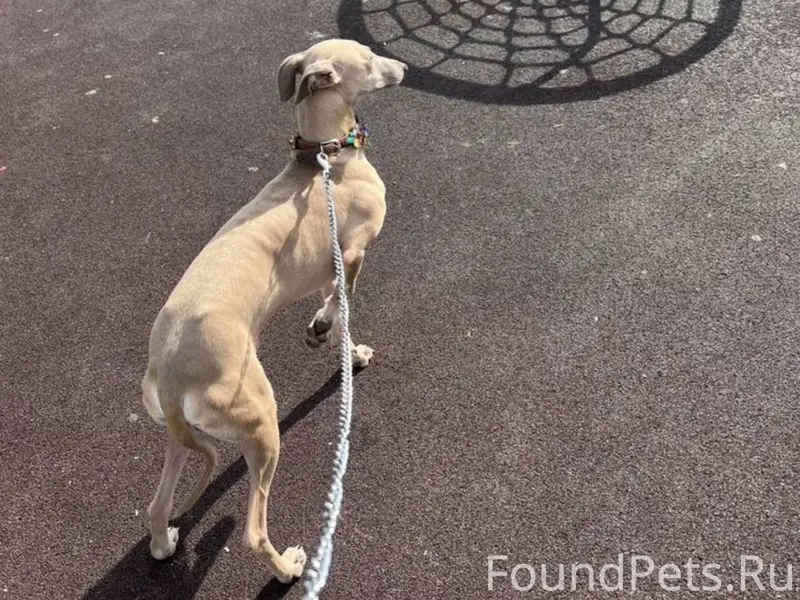 Пропал терьер Патрик, район жд вокзала Сочи
