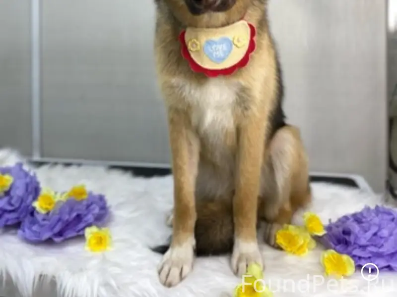 Пропал кобель Рони, СНТ Вега-1