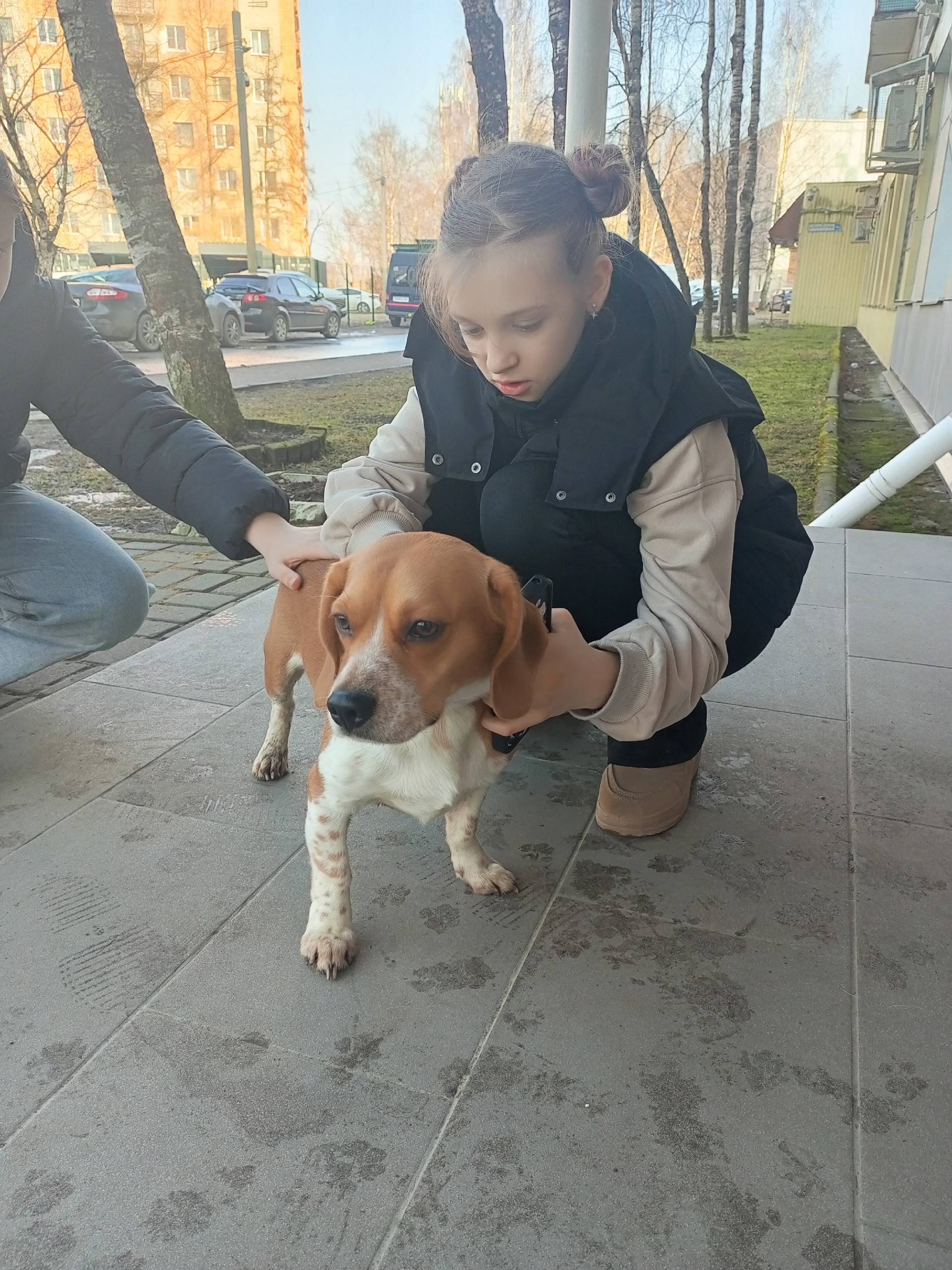 Найден пес похожий на Билл, Новоселы