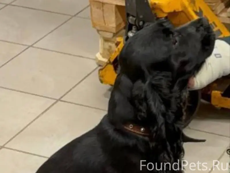 Пропала Кокер спаниель Лекси, район Советской и Чехова