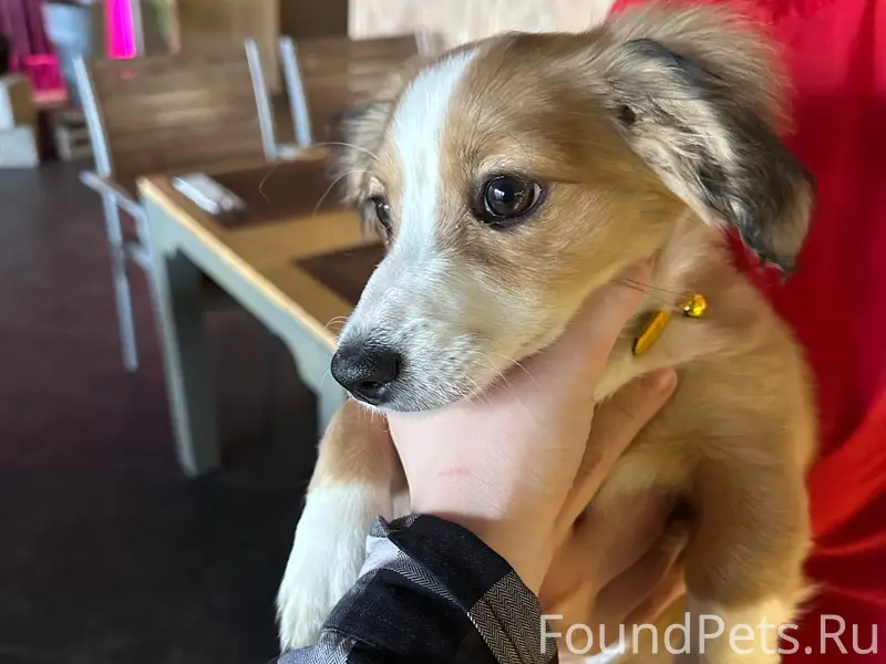 Найден щенок, Школьная