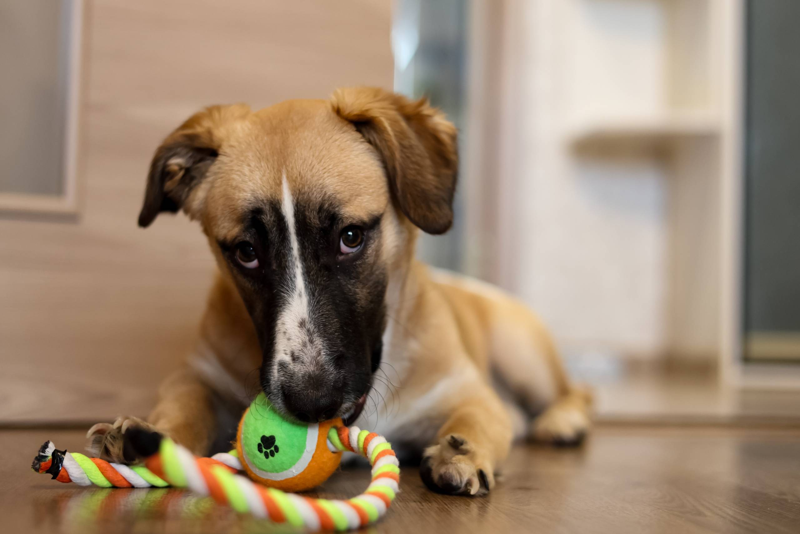 Найден метис корги, пересечение пр. Первомайского и ул. Московской