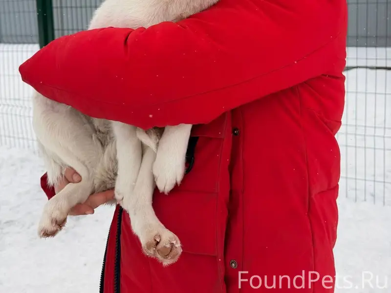 Пропала собака, улица 8 Марта