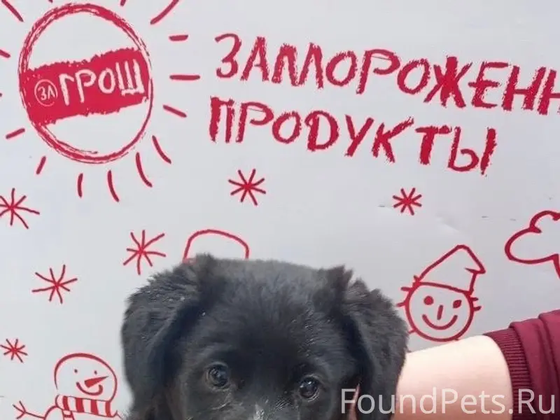 Пропал щенок, 2 микрорайон