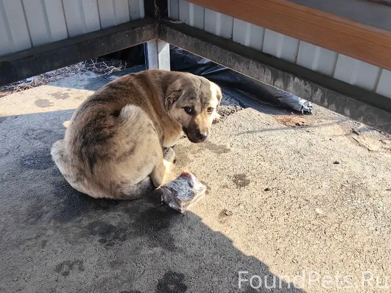 Найден щенок, посёлок Рамушки, Волжский район