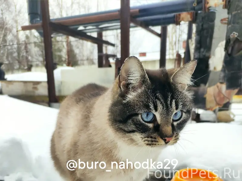 Найдена кошка, Северодвинск