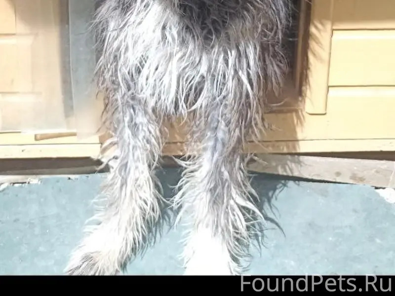 Пропала собака Катя, Кадыковка, Балаклава