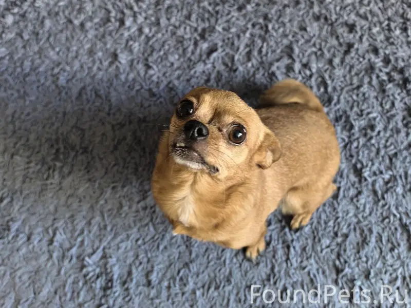 Найден тип собака, 8 линия пр-т Гагарина