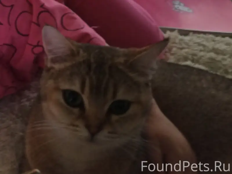 Пропала кошка Ася, Малые Горки