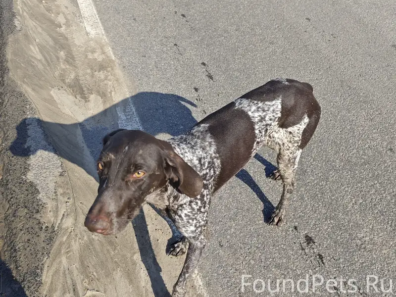 Пропала охотничья собака, между Шатском и Присадами