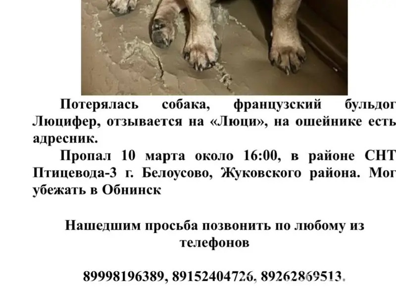 Пропала собака, Белоусово