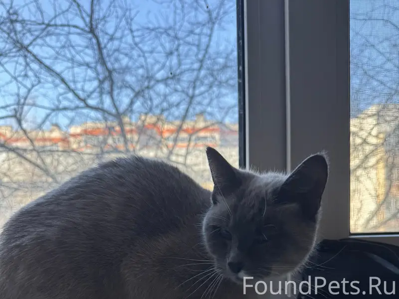 Найдена тайская кошка, район мини-рынка