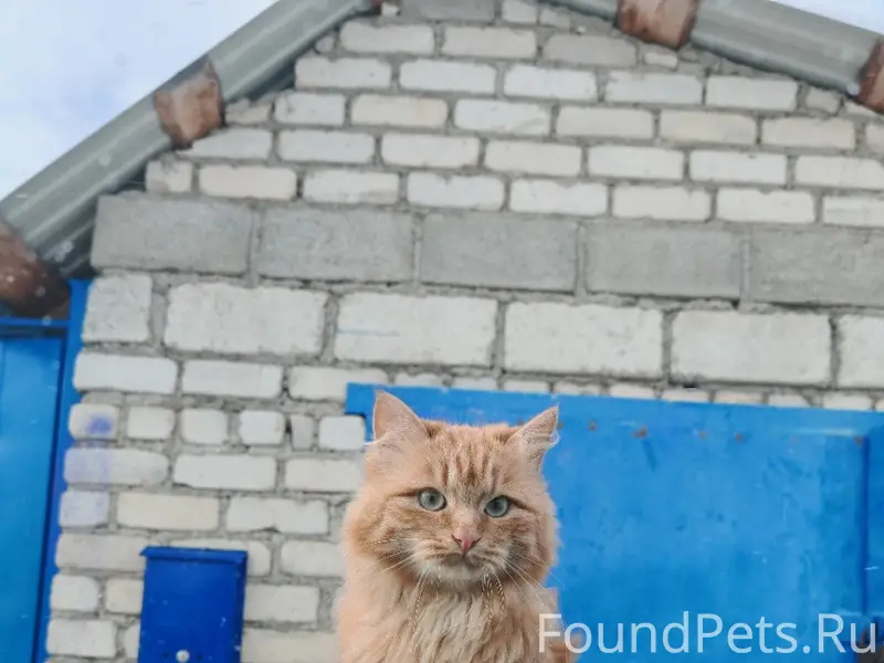 Пропала рыжая кошка, район Чайковского 22/1