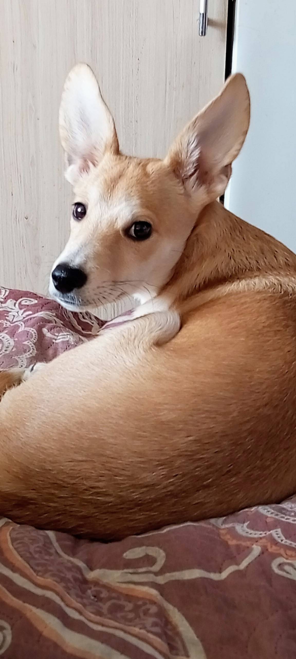 Пропала собака, район спиркино