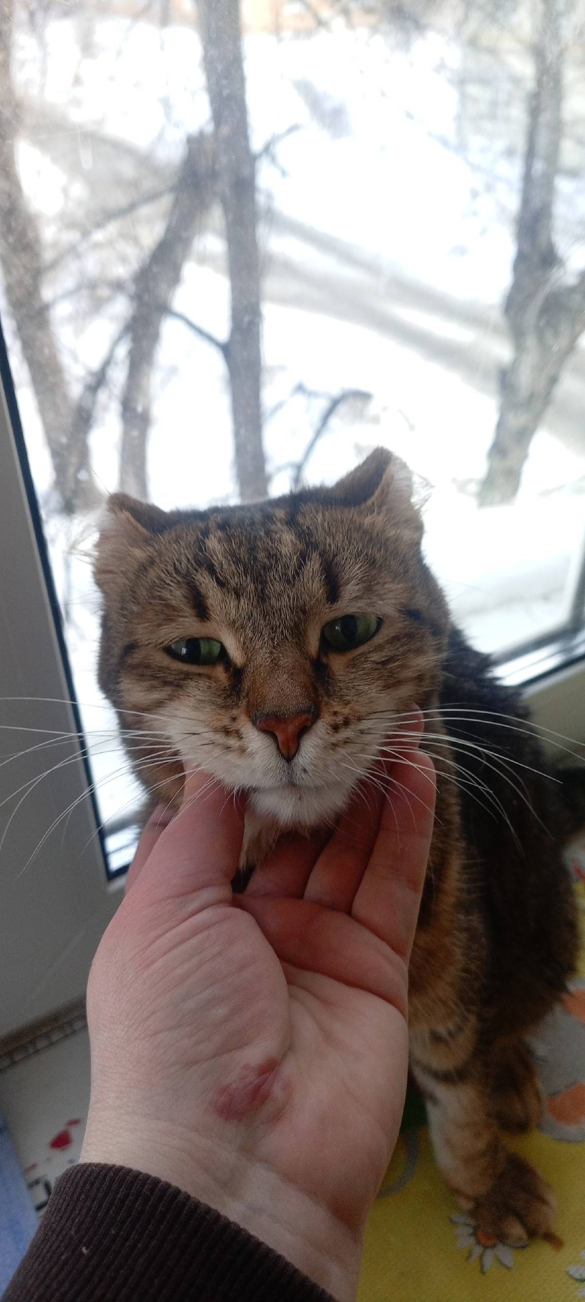 Найдена кошка, Екатеринбург, Эльмаш