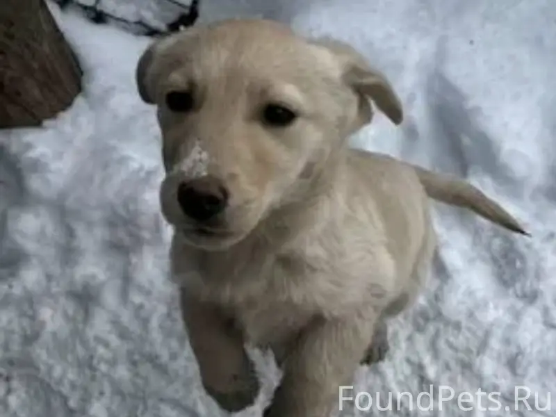 Пропал щенок, улица Лермонтова