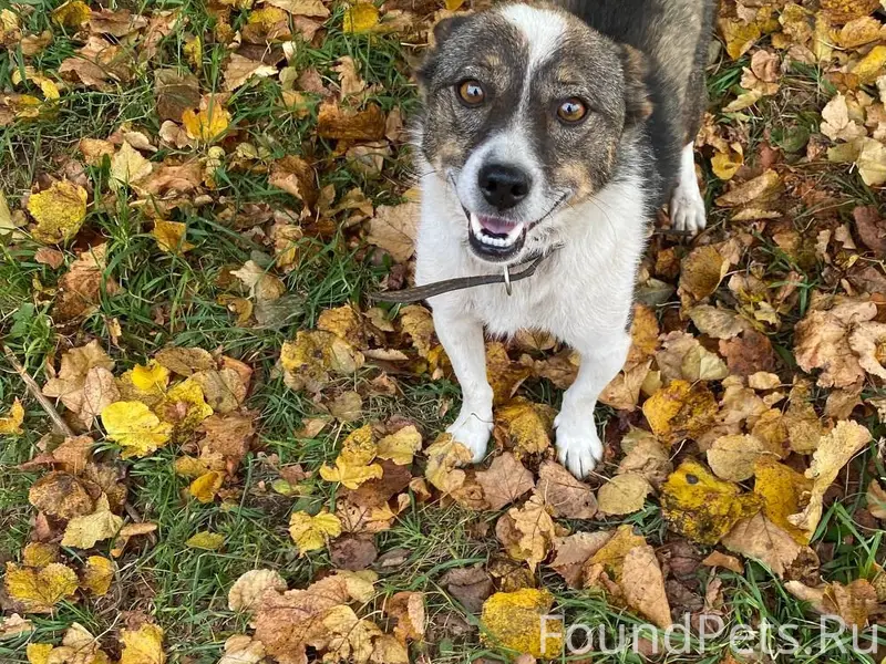 Пропала собака, поселок Калиниха