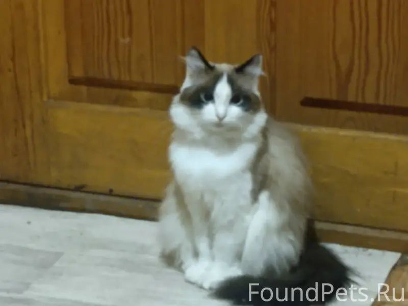 Пропала кошка, похожая на сиамскую, улица Высокая