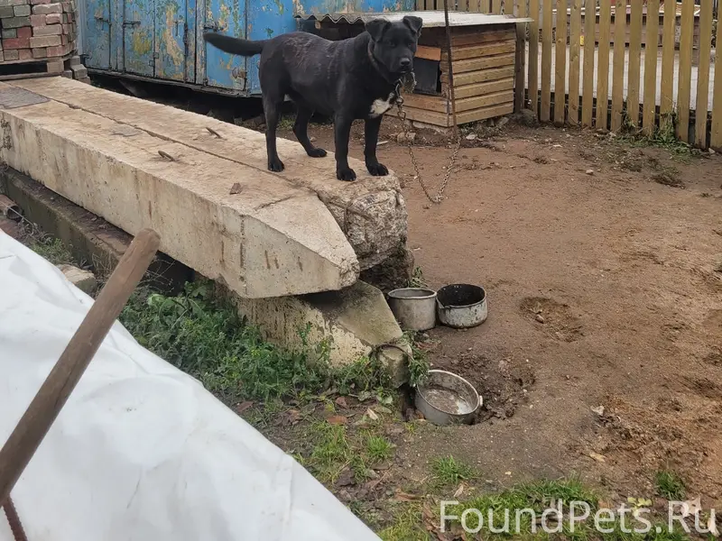 Пропала собака Джесси, район ул. Республиканской