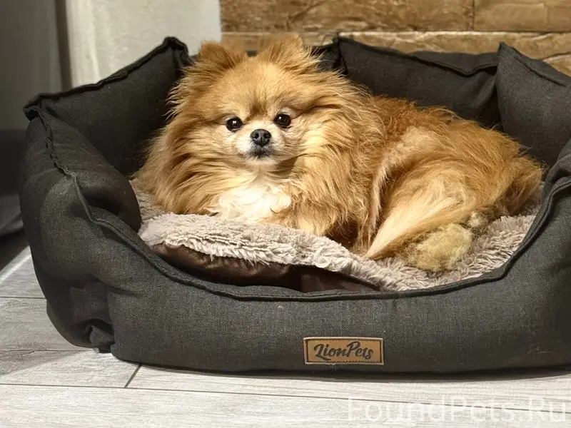 Пропала собака шпиц Буся, д. Магалинщина