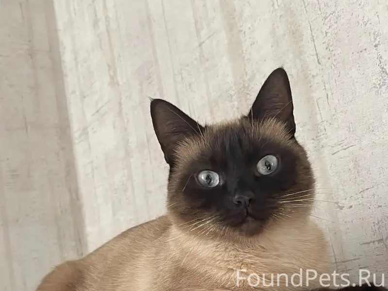 Пропала кошка Сима, ул. Рождественская