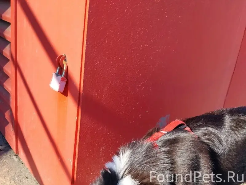 Пропала собака, около Гаванского универсама