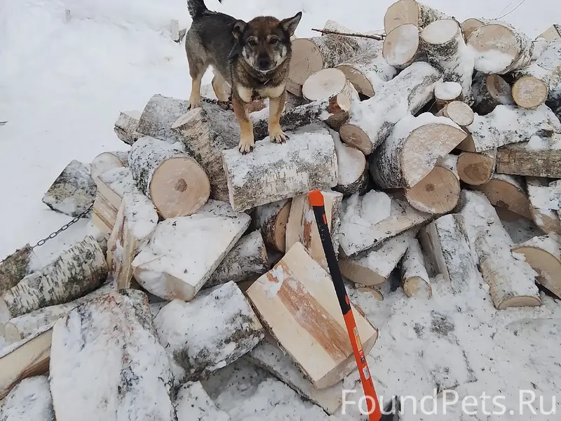 Пропал кобель Доги