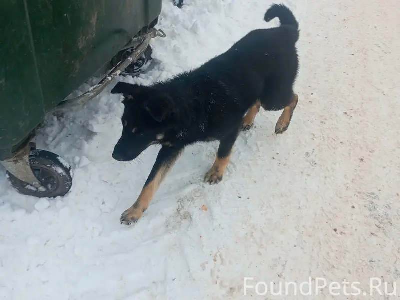 Пропал полунемец Амур, улица Чапаева