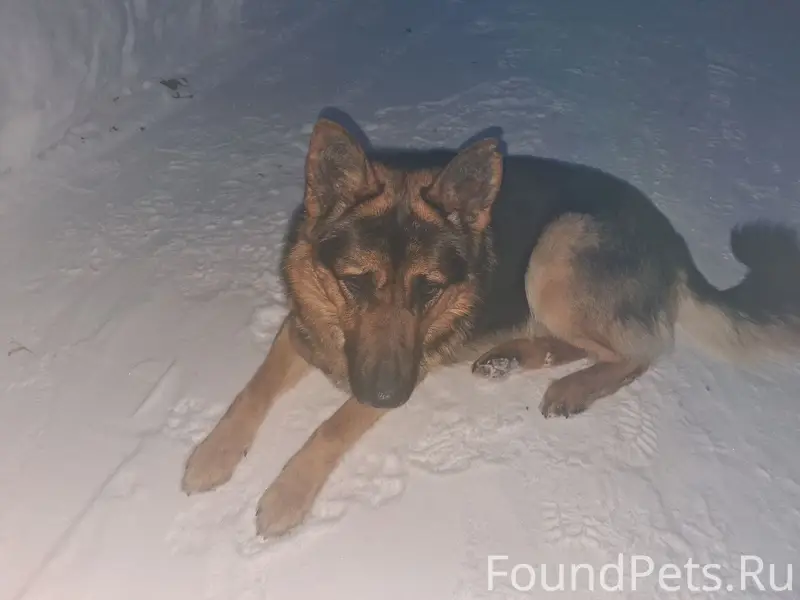 Пропал пёс немецкая овчарка, рабочий городок