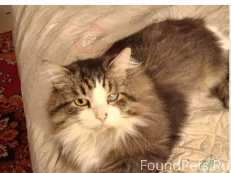 Найдена кошка Степан, деревня