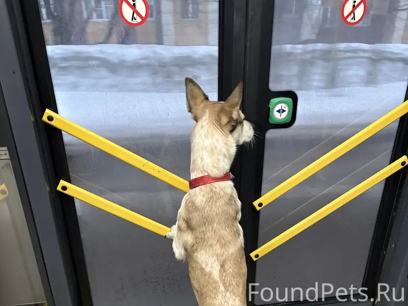 Пропала собака, Мурманск