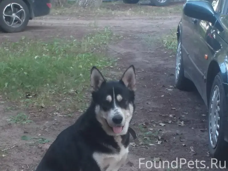 Пропала собака, п. Шипицыно