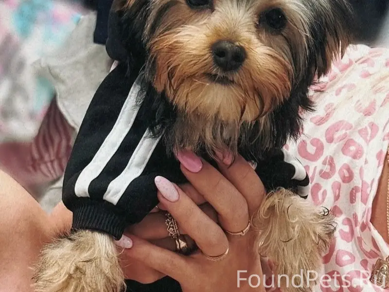 Пропал йоркширский терьер, улица Горняцкая