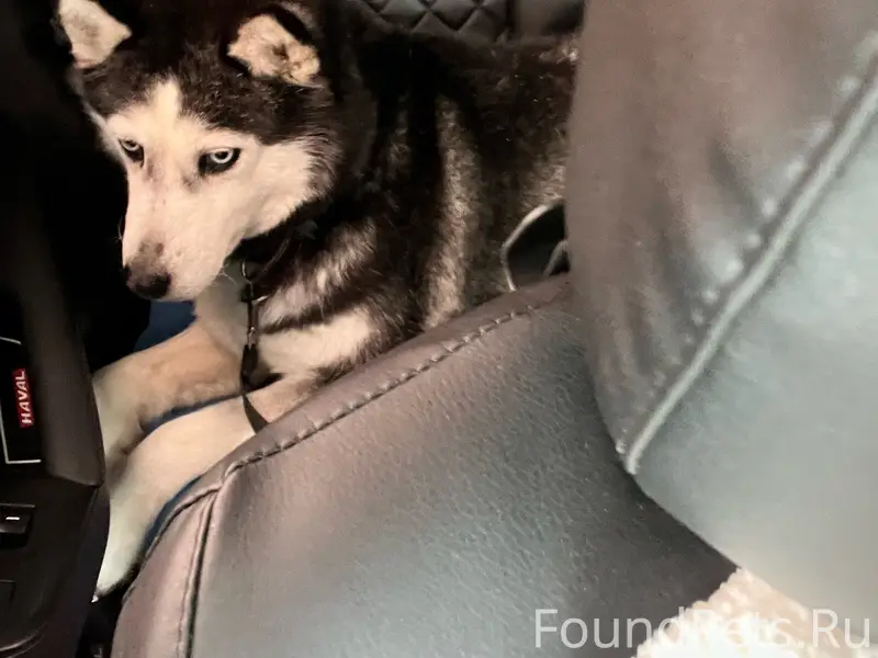 Пропала хаски, район больницы Надежда на Гагарина