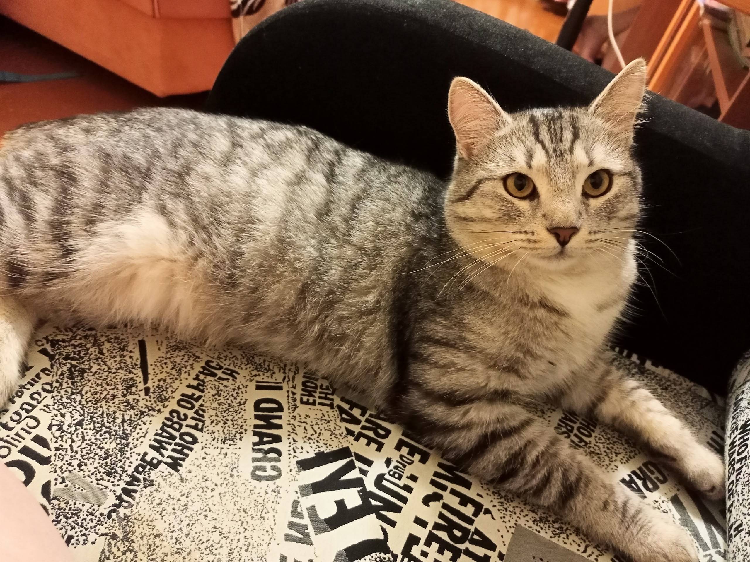 Пропал кот, переулок Кузнечный