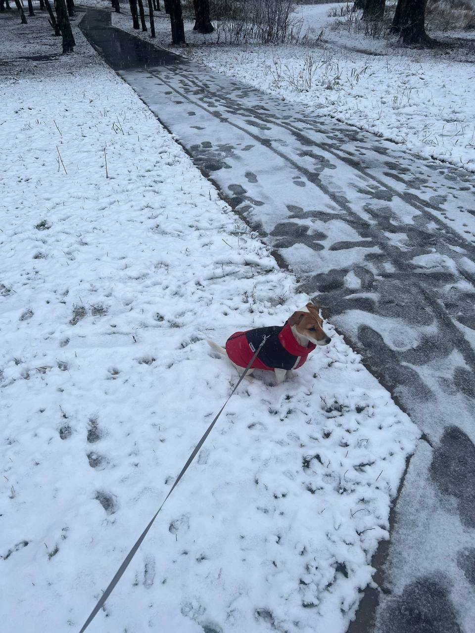 Пропала Джек Рассел Маруся, Северное Кучино, Балашиха