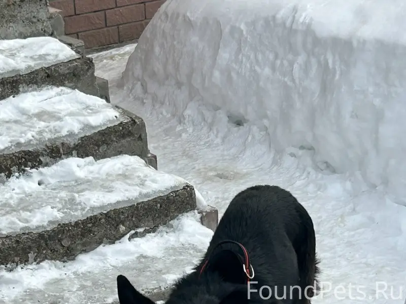 Пропала немецкая овчарка Пана, Малое Пикино