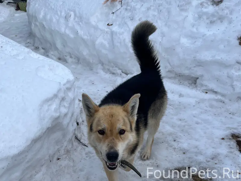 Найден пёс, лесозавод, Интернациональная 9