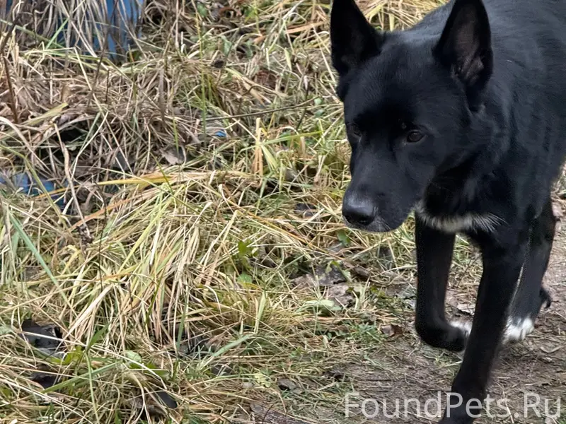 Пропал лайка Барон, Покровский лесоучасток/Глубоково