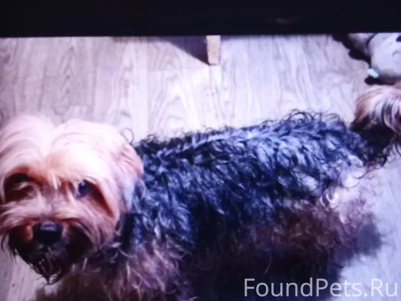 Найден мальчик-собака, свяжитесь по номеру