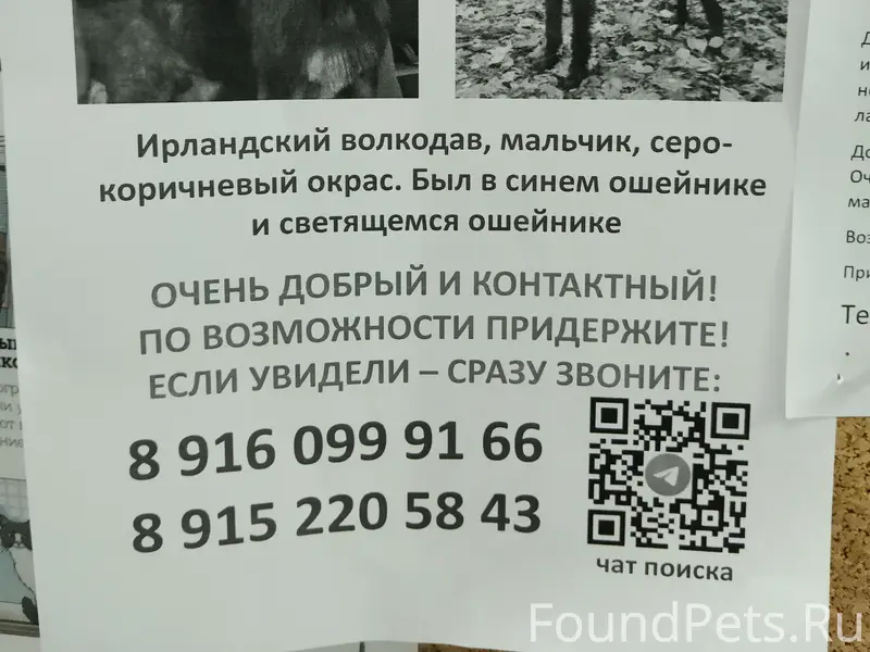 Пропала собака, Москва, ЮЗАО