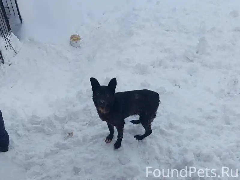 Пропала собака, Айзман