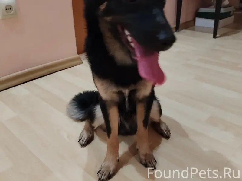 Найден молодой пёс, Центральный район, Тольятти